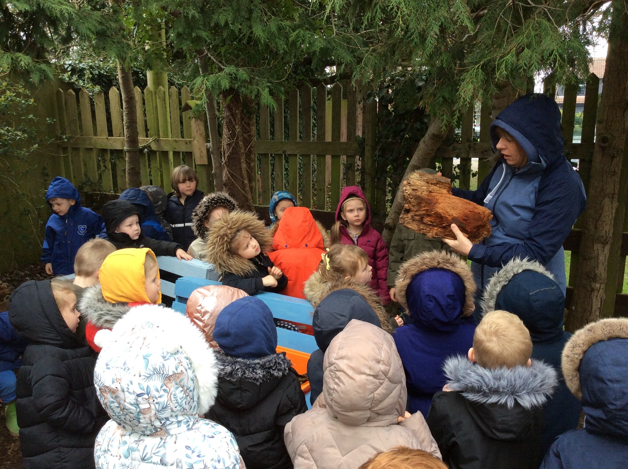 Image of Science week - Trees